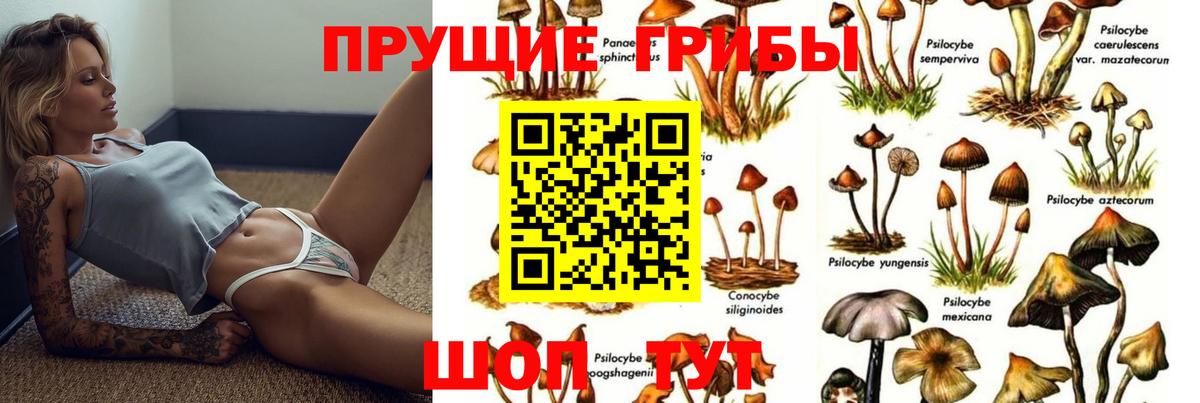 Галлюциногенные грибы Psilocybe  Бугуруслан 